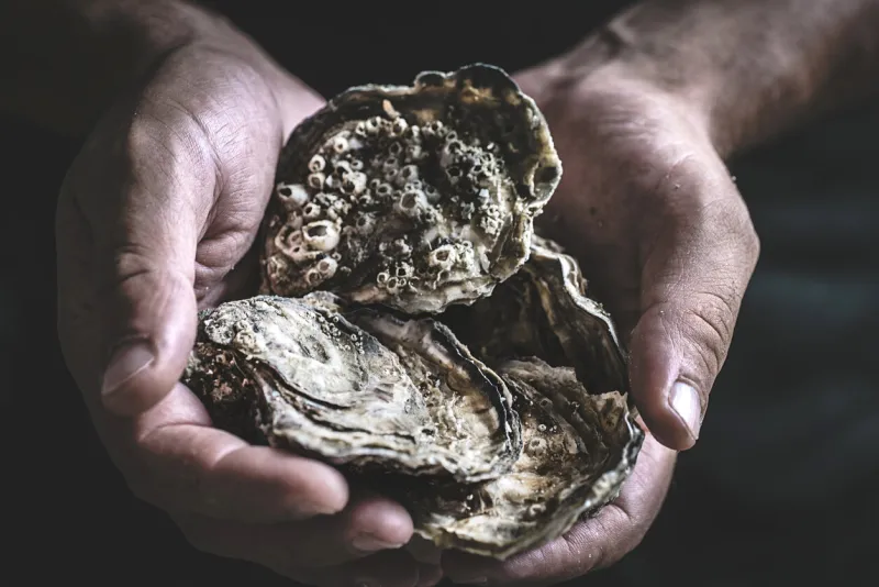 fresh large oysters in male hands on a dark background delicious seafood