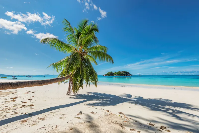 white sand beach with palm tree on tropical island in caribbean sea summer vacation and holiday travel concept