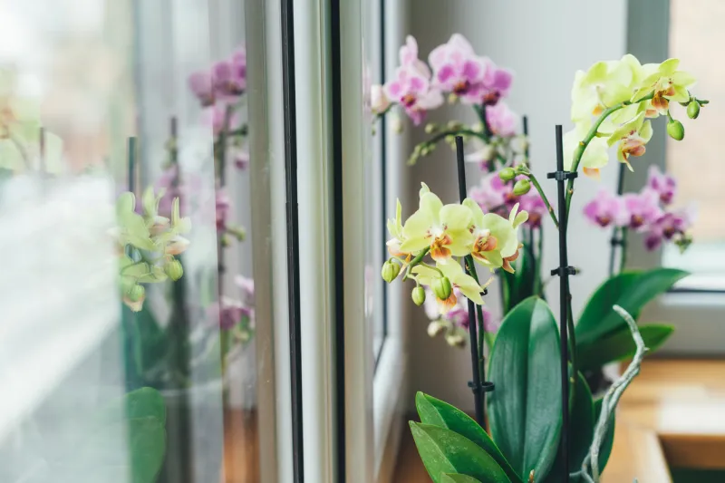 phalaenopsis orchid on the windowsill gardening at home place for text selective focus