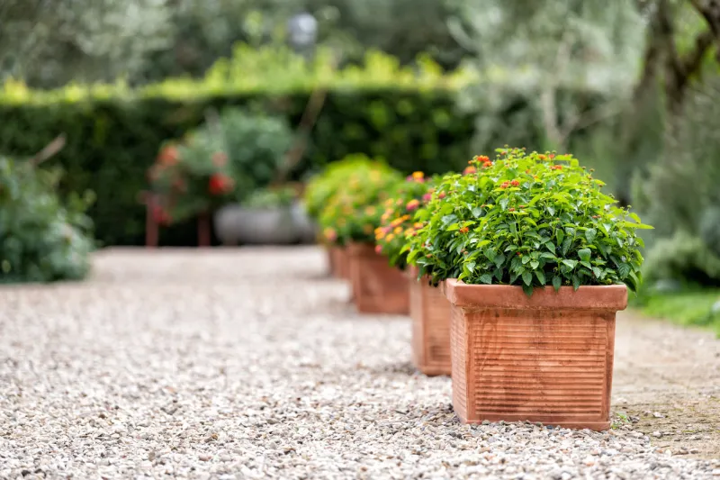 bagno vignoni, italy town or village city in tuscany and closeup of green flower decorations on summer day nobody architecture stones ground