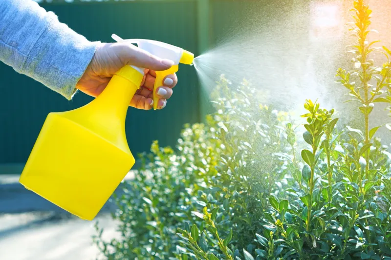 garden works background with spray atomizer in female hands watering the bushes