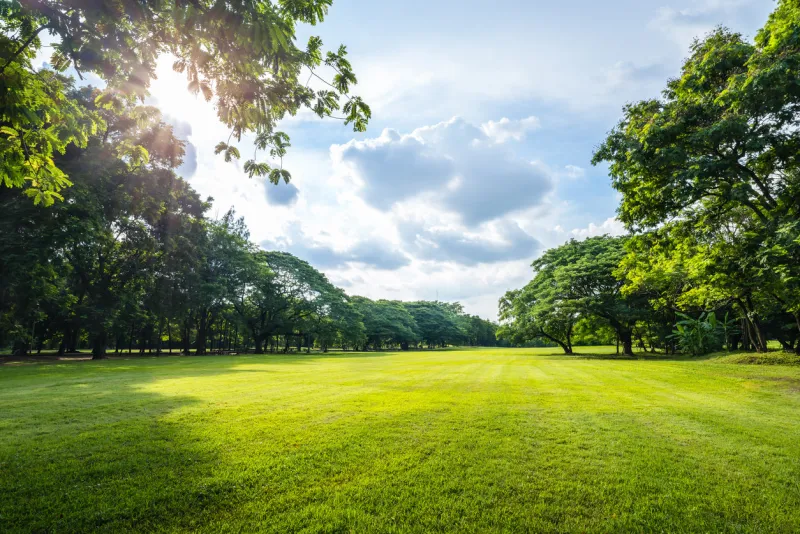 beautiful morning light in public park with green grass field and green fresh tree plant at vachirabenjatas park bangkok, thailand