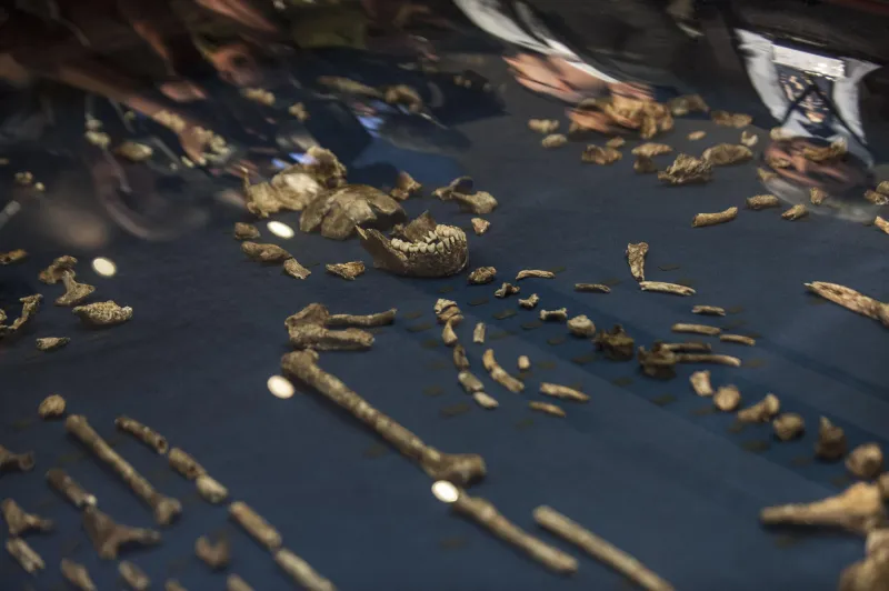 afrique science paléontologie