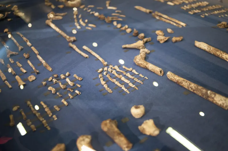 afrique science paléontologie