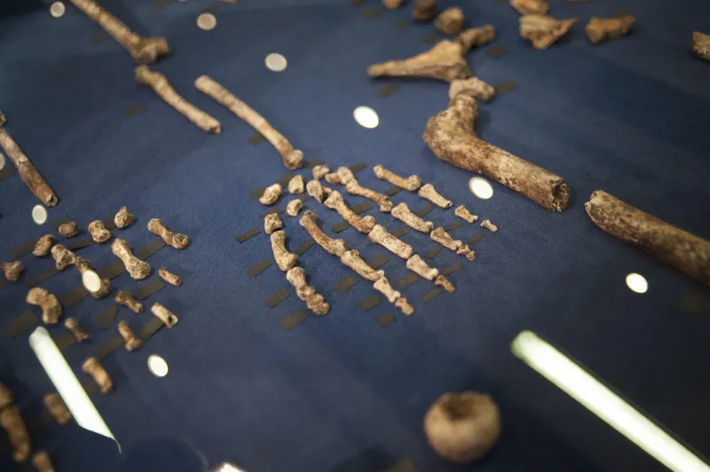 afrique science paléontologie