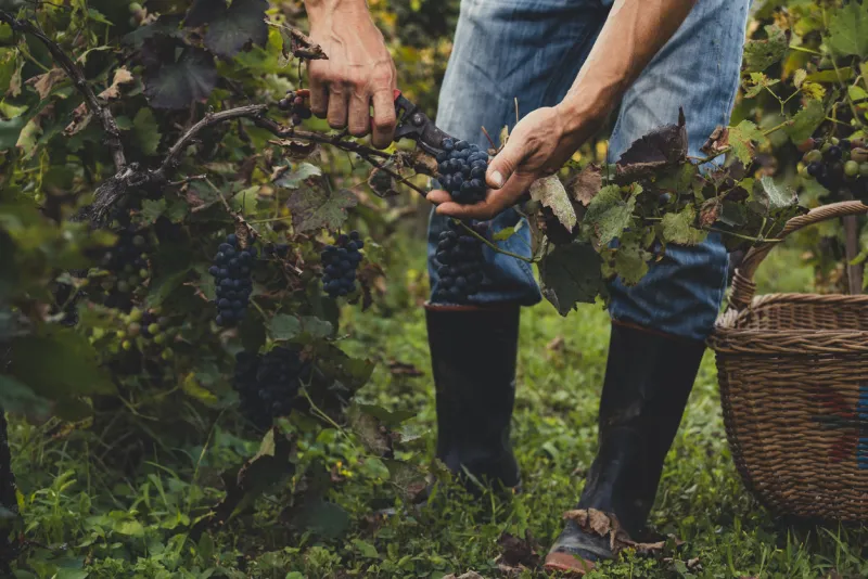 man harvesting black grapes in the vineyard