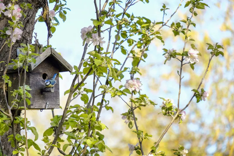 blue tit outside its birdbox on a blossom pink apple tree at the end of the garden in springtime
