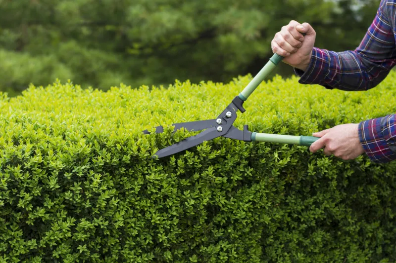 trimming hedge row