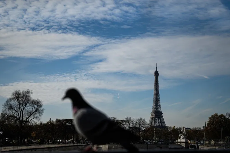 a pigeon is seen in front of the eiffel tower during a cold and sunny day in paris on november 22, 2019 (photo by philippe lopez   afp)