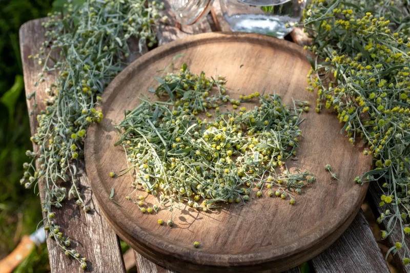 preparation of herbal tincture from blooming wormwood, or artemisia absinthium plant, in a garden