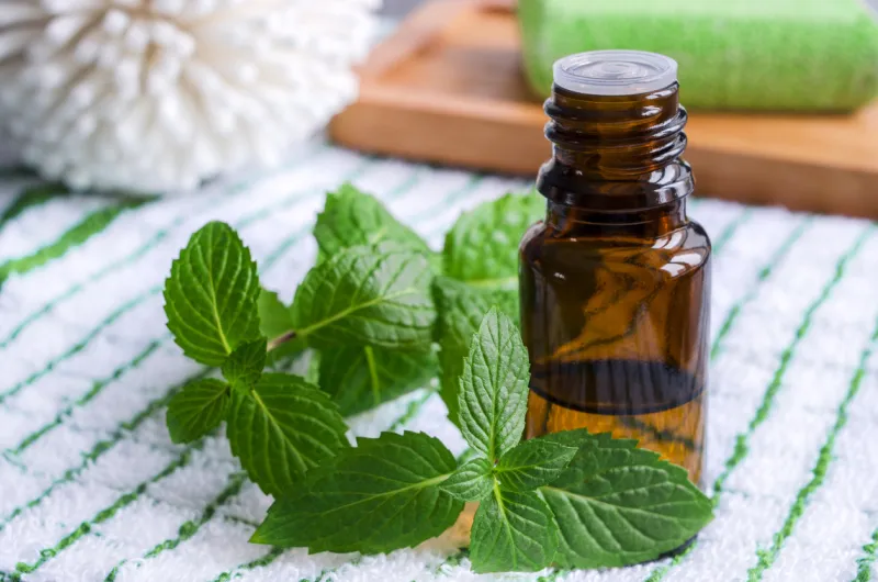 small bottle of essential mint oil