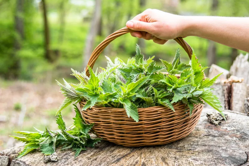 fresh nettles basket with freshly harvested nettle plant spring season of harvesting herbs