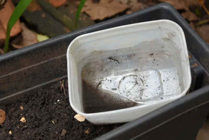 bowl with standing water place of proliferation of dengue chikungunya disease, malaria, zica virus