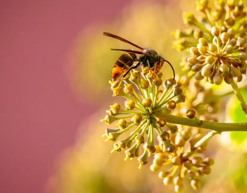 asian hornet in a garden in paris