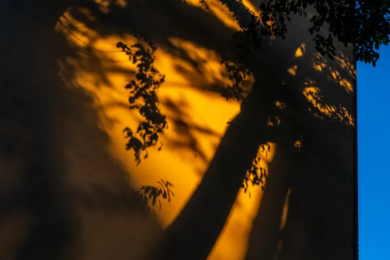 foliage casting shadows on empty yellow wall with glimpses of the blue sky on the right taken on a sunny late afternoon in fontenay-sous-bois, france