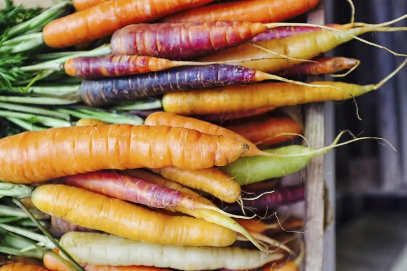 fresh picked rainbow carrots including different coloured carrots colourful carrot varieties that are fashionable now