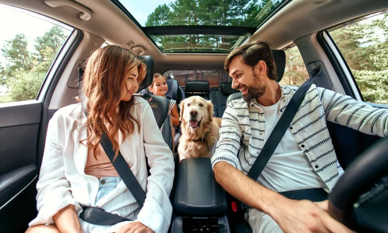 the whole family is driving for the weekend mom and dad with their daughter and a labrador dog are sitting in the car leisure, travel, tourism