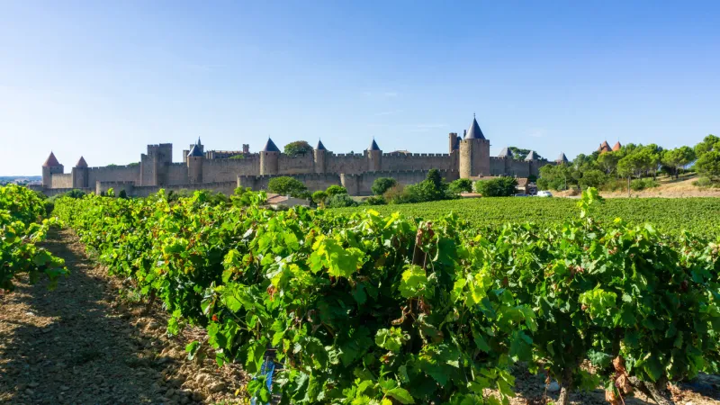 row vine grape in champagne vineyards at carcassonne background, france