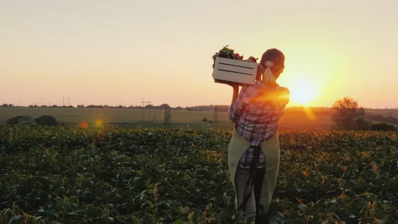 a female farmer with a box of fresh vegetables walks along her field healthy eating and fresh vegetables steadicam shot