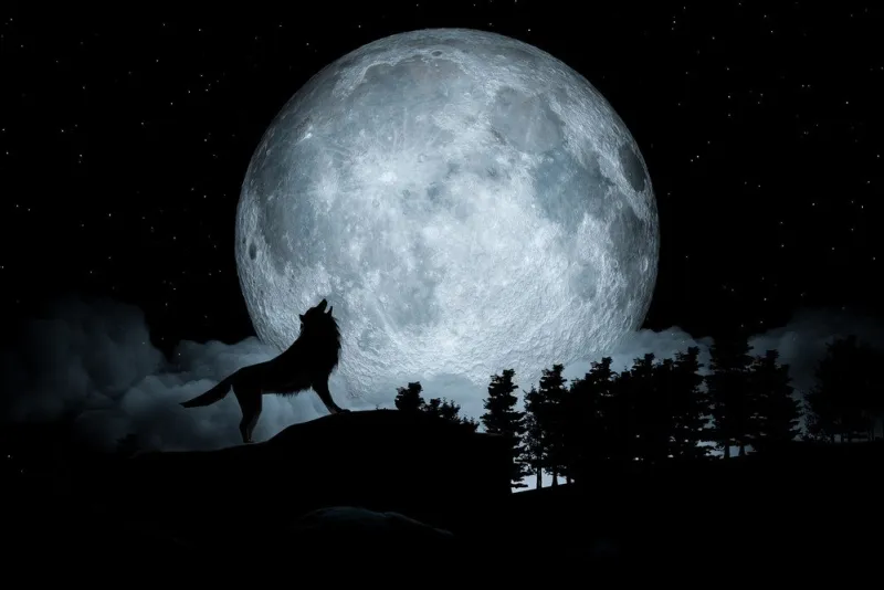 howling wolf dark background full moon and the wilderness 3d illustration
