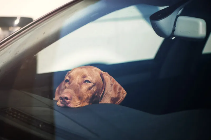 dog left alone in locked car abandoned animal concept