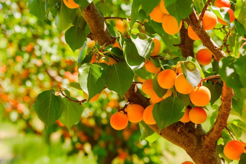 ripe apricots on a tree in orchard