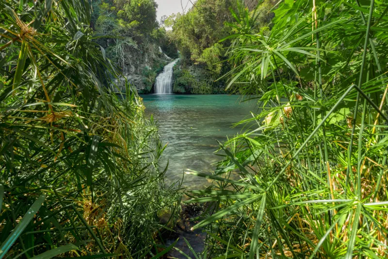 the cormoran waterfall and its turquoise water basin seen through a papyrus bush