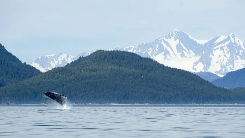 whale breach in front of breathtaking mountains at glacier bay