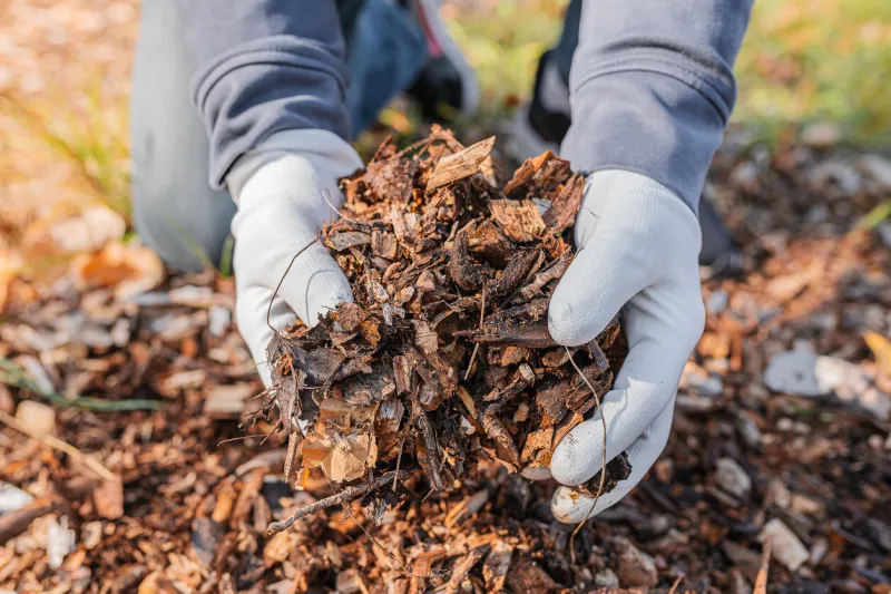 the man's hands in gardening gloves are sorting through the chopped wood of the trees mulching the tree trunk circle with wood chips organic matter of natural origin