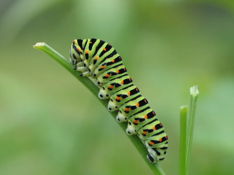 profil de chenille de machaon