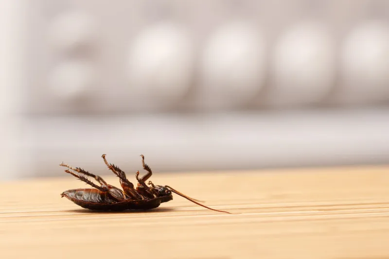 dead cockroaches in an apartment kitchen inside high-rise buildings fight with cockroaches in the apartment extermination