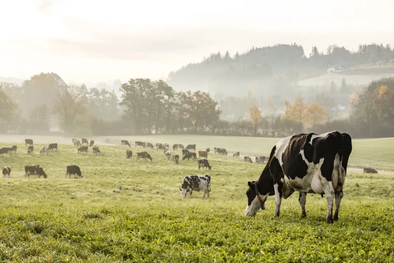 red and black holstein cows are grazing on a cold autumn morning on a meadow in switzerland
