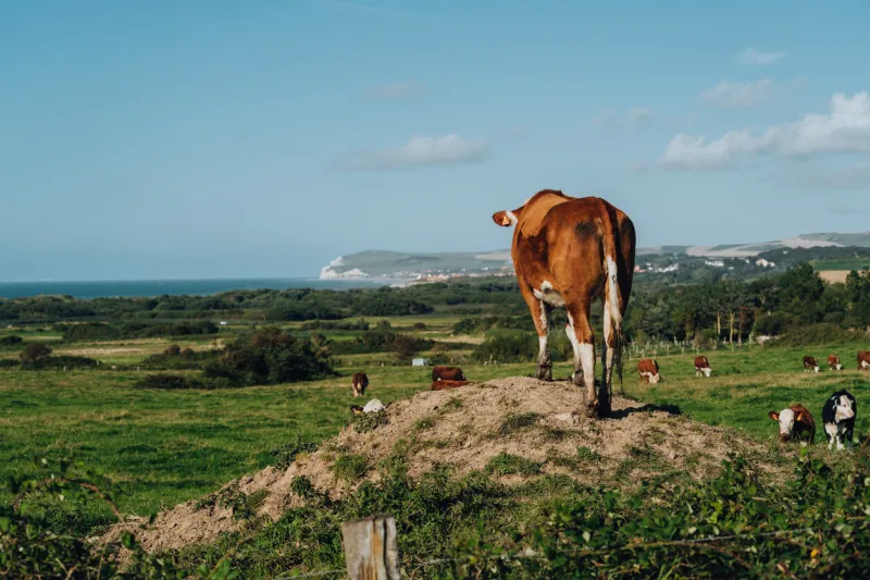 brown cows grazing in a valley in france looking over cap blanc nez and the atlantic ocean, wissant