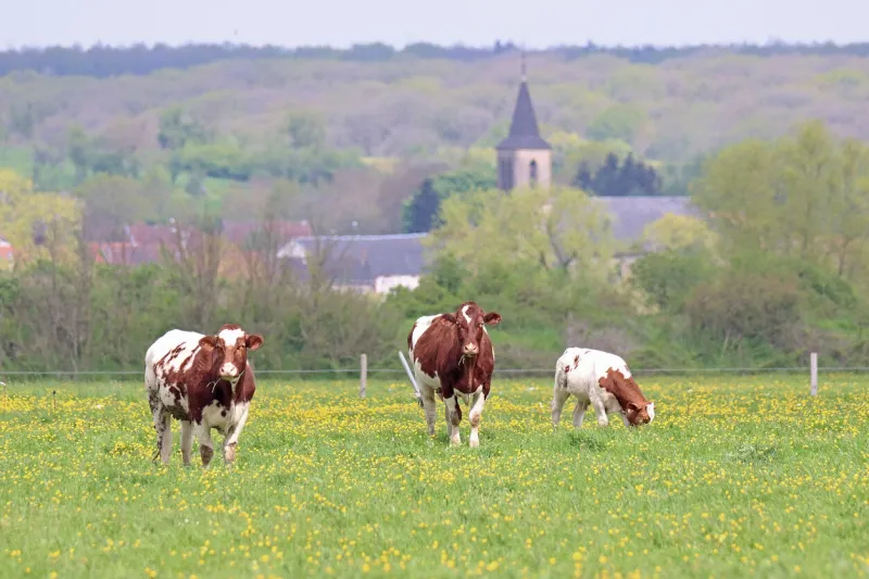 cows in a spring pasture