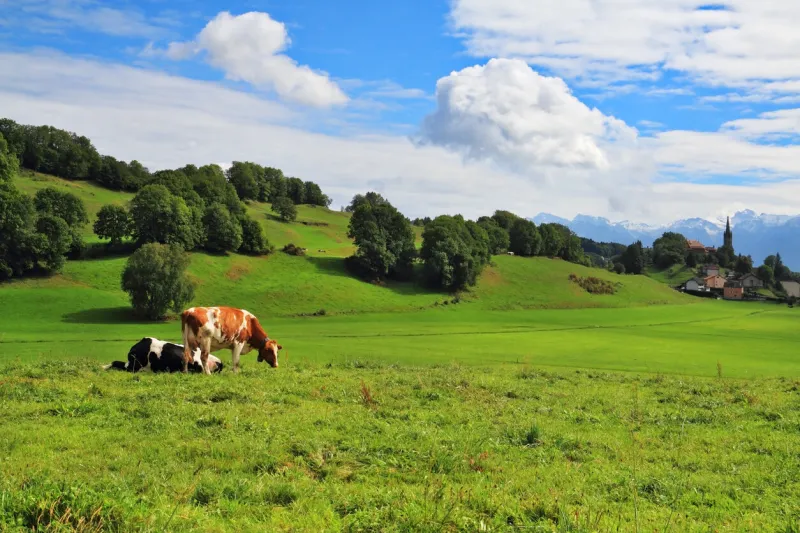 pastorale in provence, france green meadow with lush grass and grazing cows