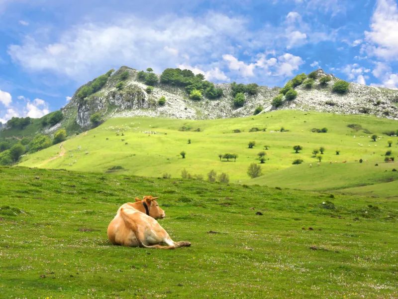 cow resting in arraba meadows