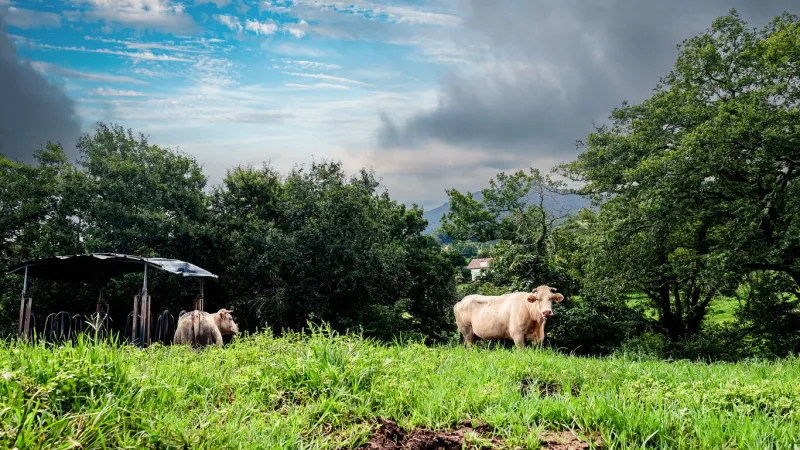 stable or hay shed for the cows of the basque country in the mountains near rhune