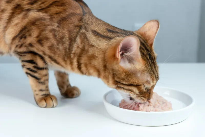 bengal cat eats canned cat food with tuna from a white ceramic plate side view