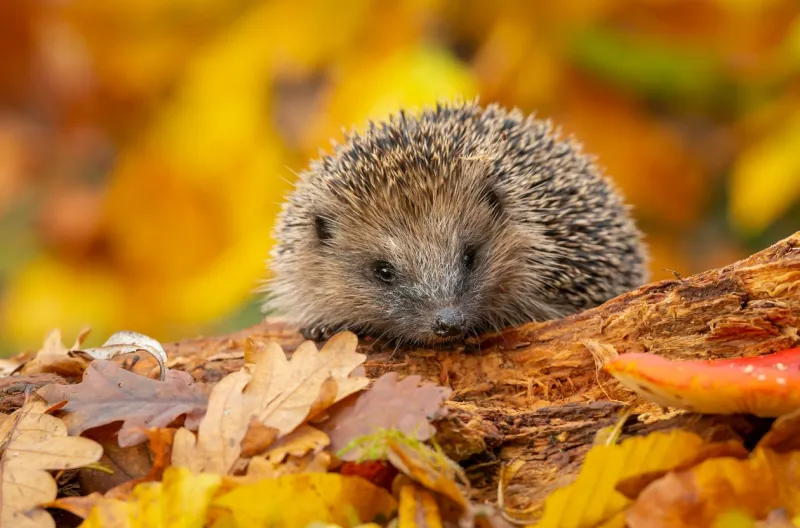 hedgehog, (scientific name  erinaceus europaeus) wild, native, european hedgehog in autumn foraging on a fallen log with colourful orange and yellow leaves horizontal space for copy