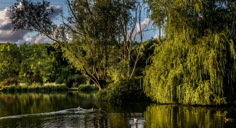 sunset on a pond in santeny, val de marne, france