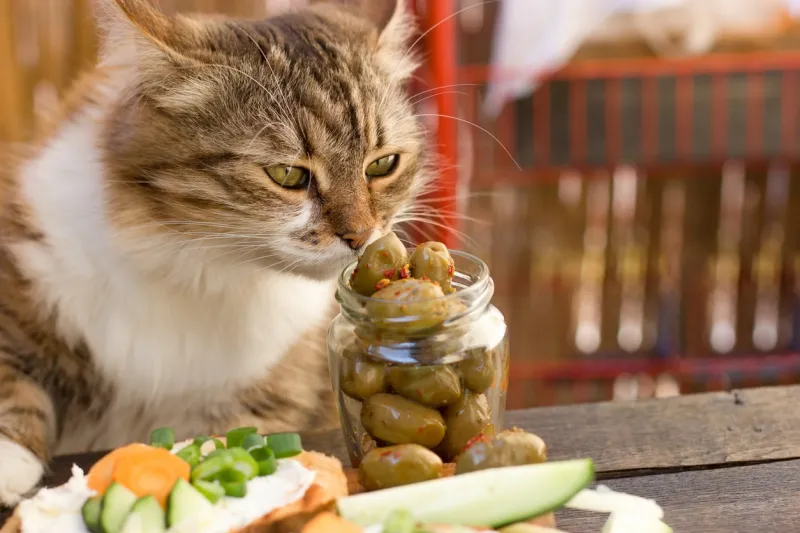 beautiful cat knows what is healthy food - a healthy diet (olive) cat snuffs olive