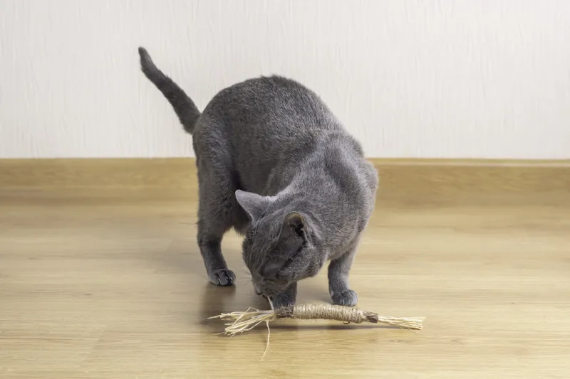 russian blue cat is playing with toy made odf matatabi tree