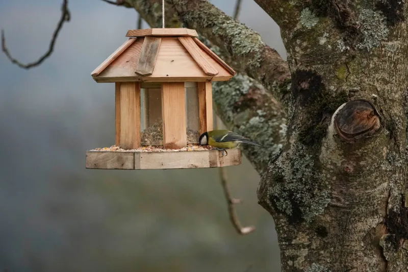 a close-up shot of a great tit eating from a small wooden hut hanging on a tree