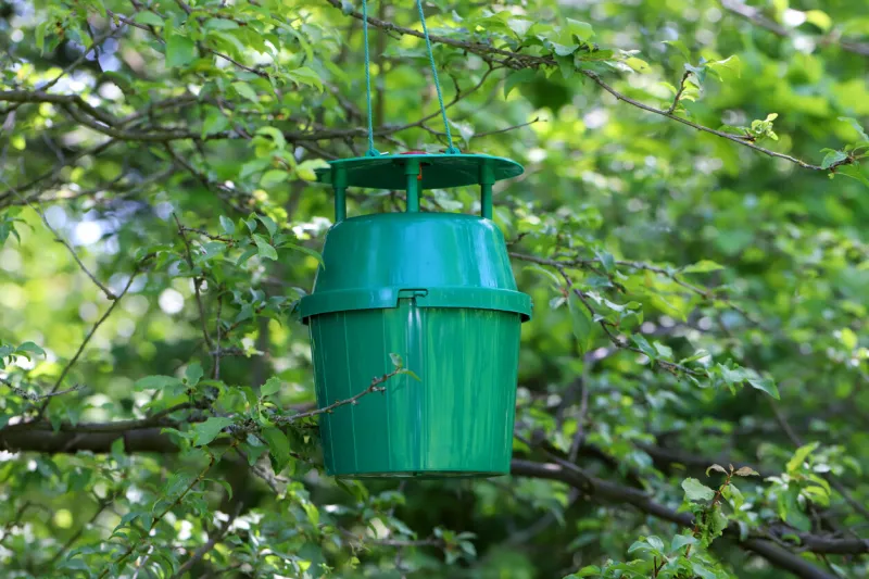 pheromone trap for plum fruit moth males in the branches of an plum tree