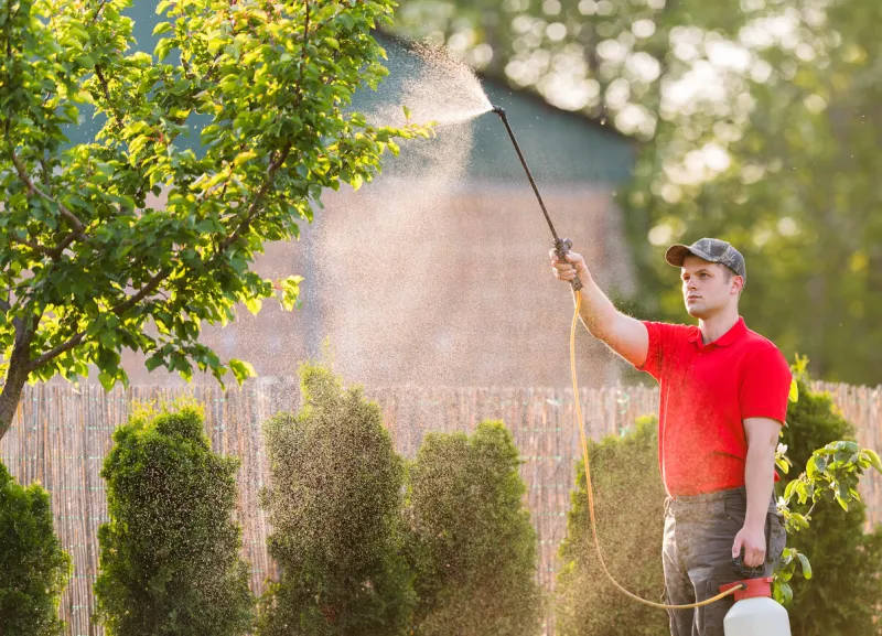 gardener applying an insecticide fertilizer to his fruit shrubs, using a sprayer