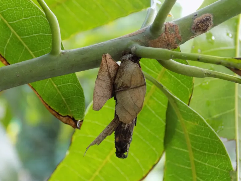 depok, west java  indonesia- may 10, 2020   a brown cocoon sits on the green tree branch in depok, west java, indonesia