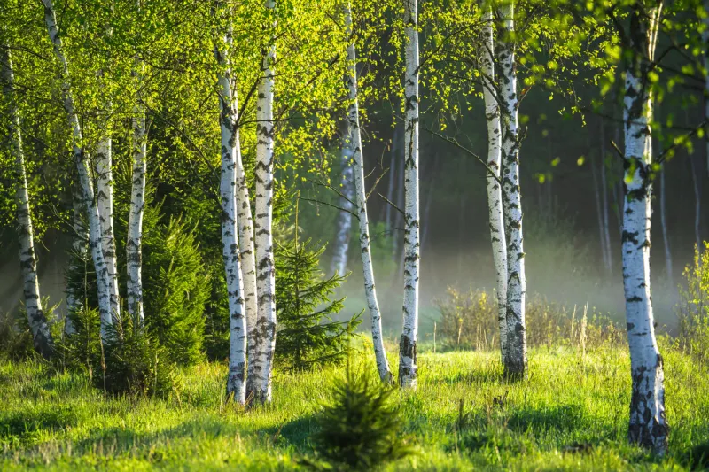 spring in the birch grove beautiful sunny day in the forest spring landscape with green birch trees