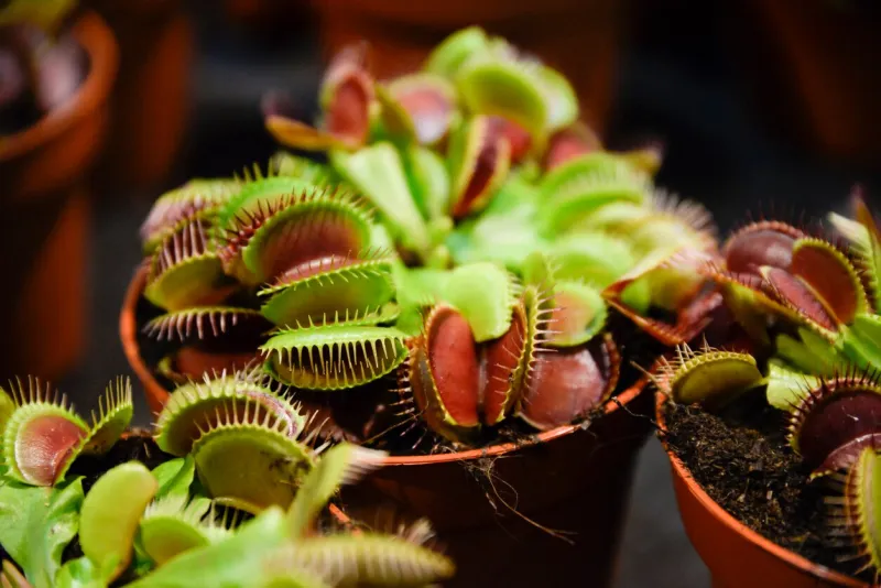 dionaea muscipula blooming in a pot at home