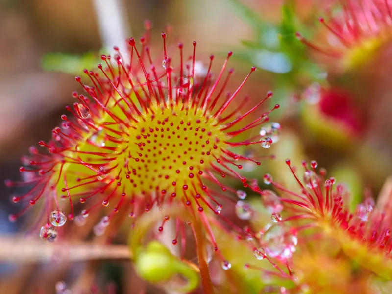 sundew (drosera rotundifolia) lives on swamps and it fishes
