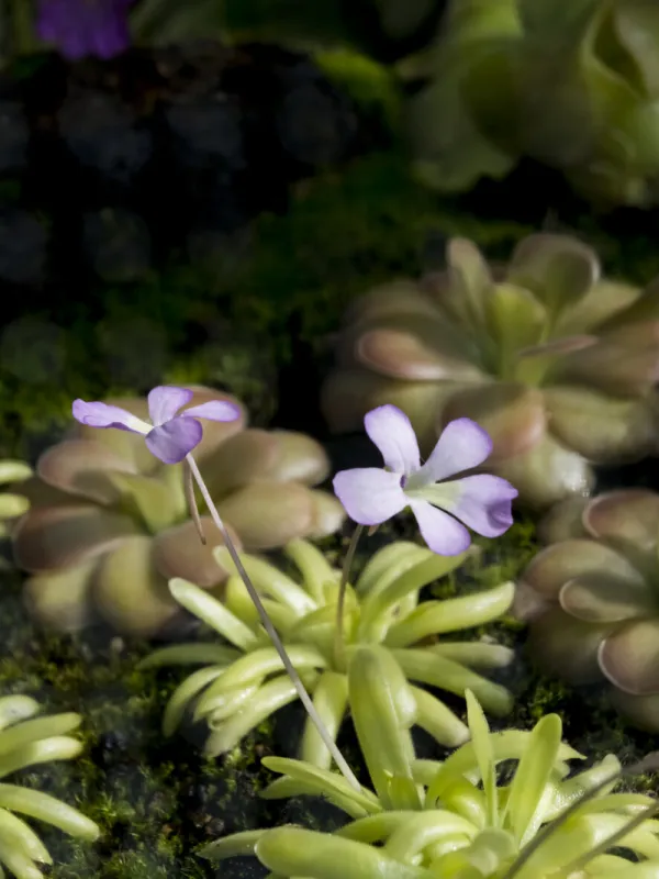 carnicorous butterwort (pinguicula gracilis) leaves and flower